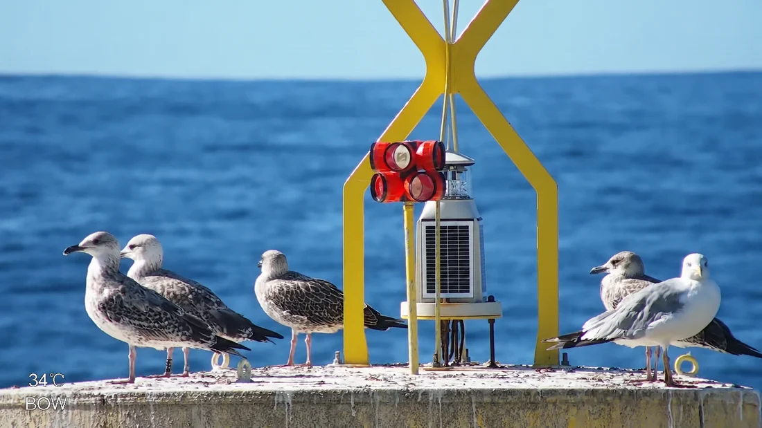 Gaviotas junto al equipo de seguimiento en DemoSATH