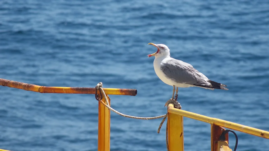 Gaviota sobre la barandilla de DemoSATH