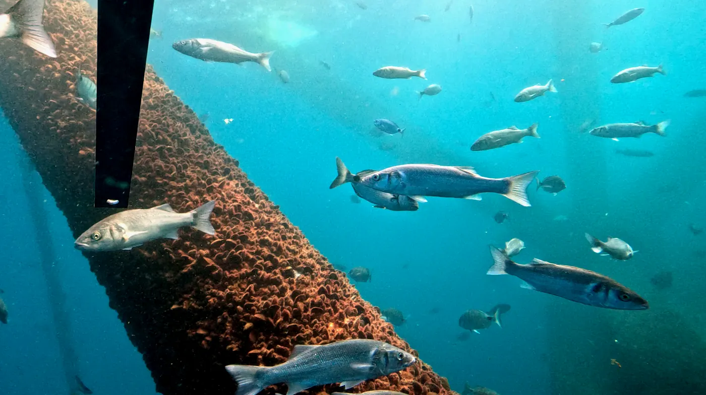 Marine life around the submerged DemoSATH structure