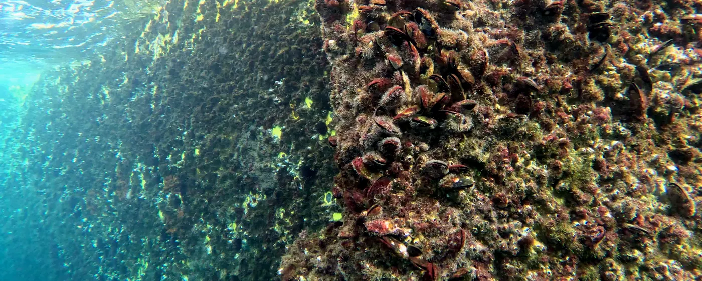 Mollusc colonisation at DemoSATH