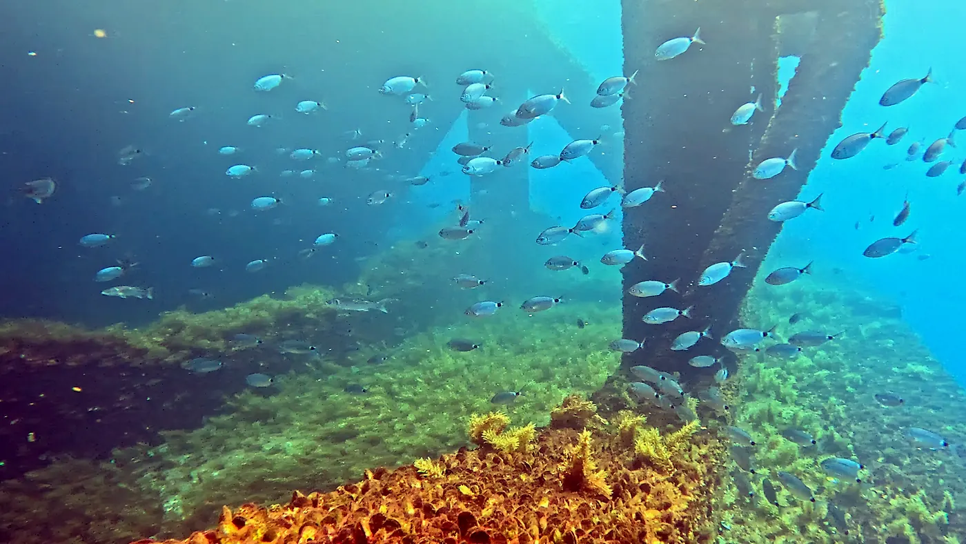 Underwater view of colonisation at DemoSATH