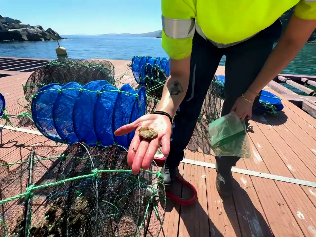 Marine biodiversity work at DemoSATH Lab