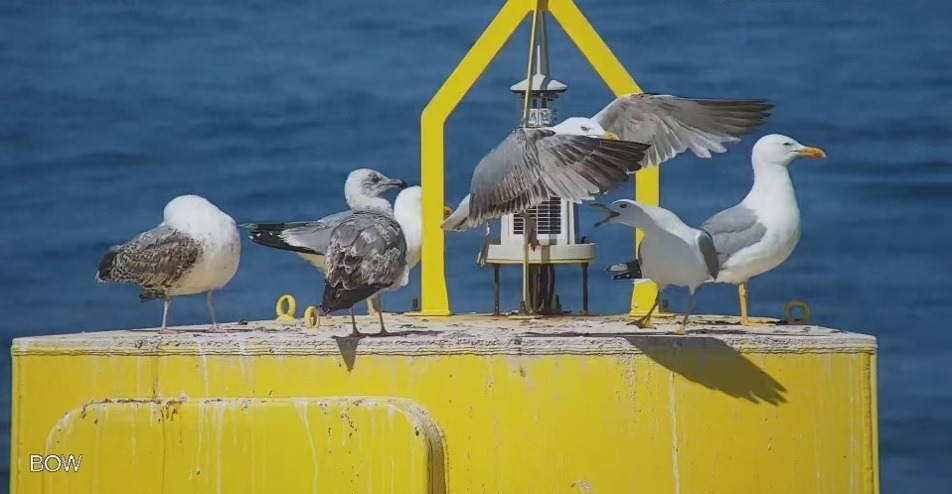 Presentación de las iniciativas de DemoSATH Lab a los miembros de WFO – Birdlife DemoSATH