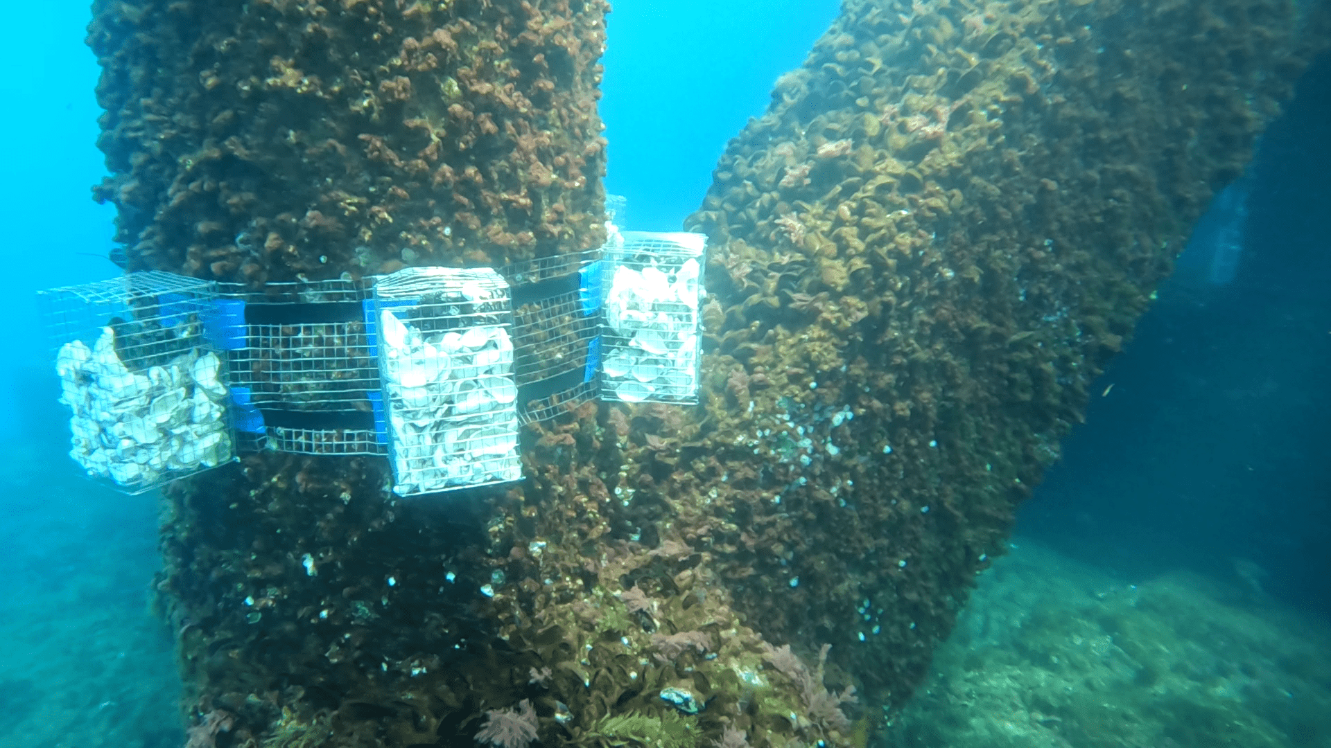Cultivation elements suspended from the underwater structure