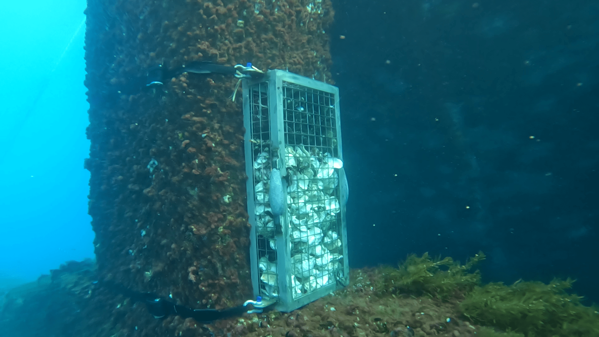 Cultivation cage attached to the offshore wind platform structure