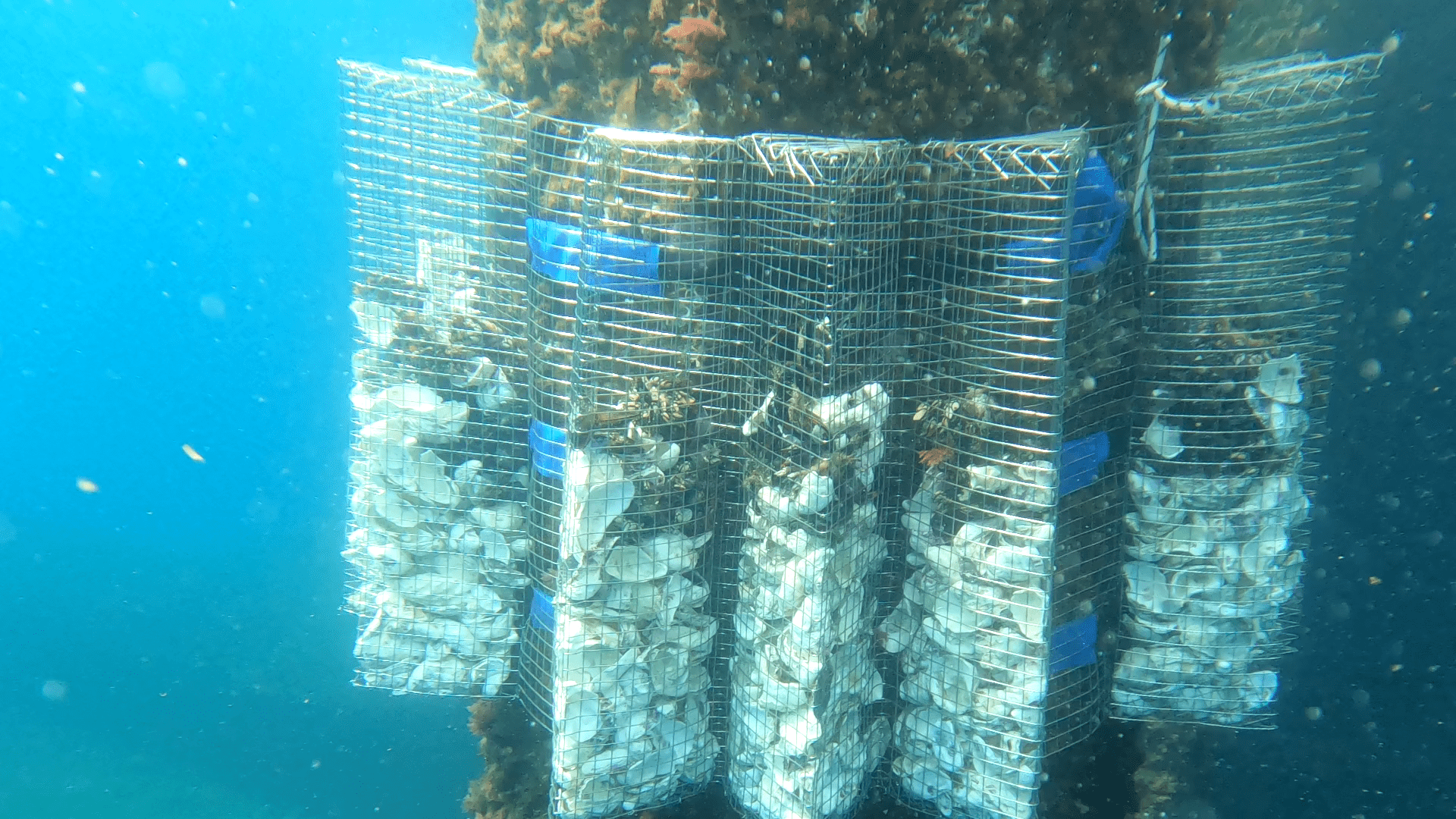 Detail of cultivation ropes and nets installed on an offshore marine platform