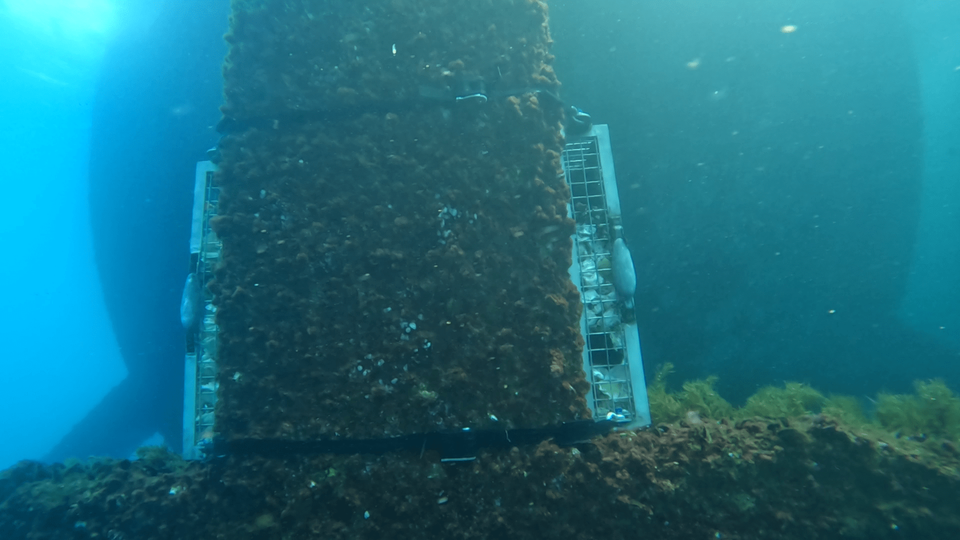 Aquaculture support structure installed on a floating offshore wind platform
