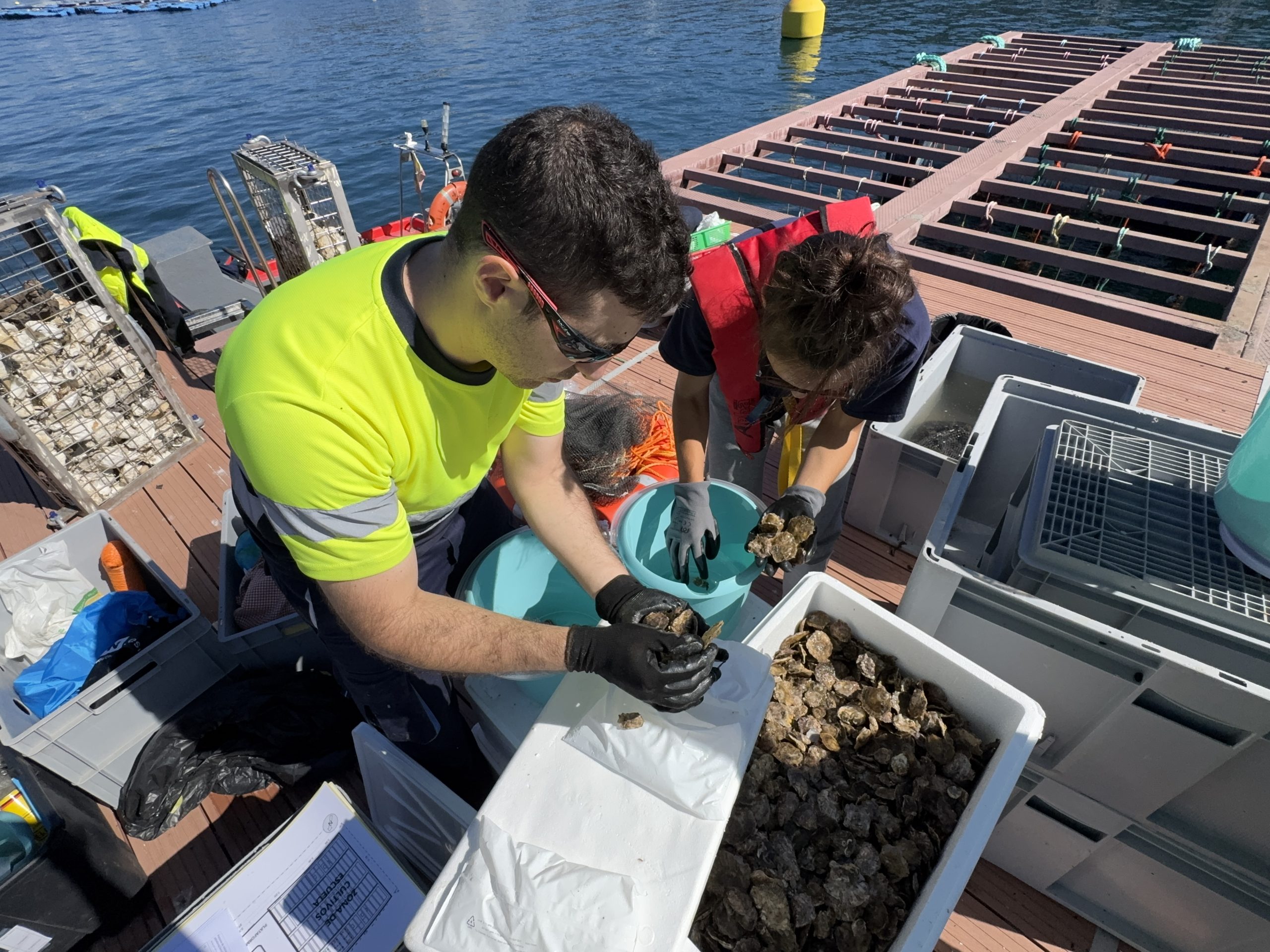 Overview of multi-trophic aquaculture elements integrated with offshore wind technology