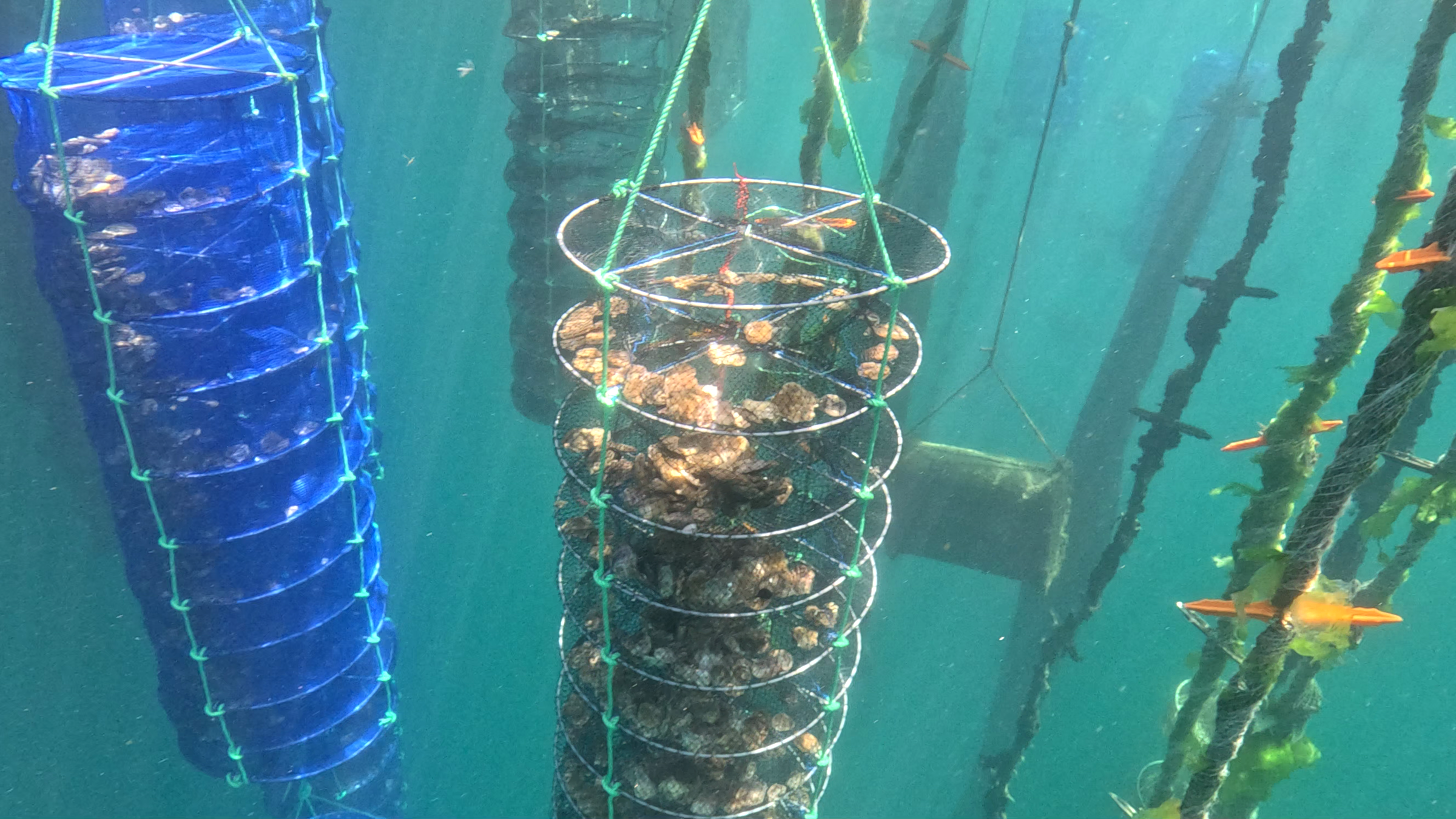 Deployment of aquaculture farming ropes at the Mutriku site