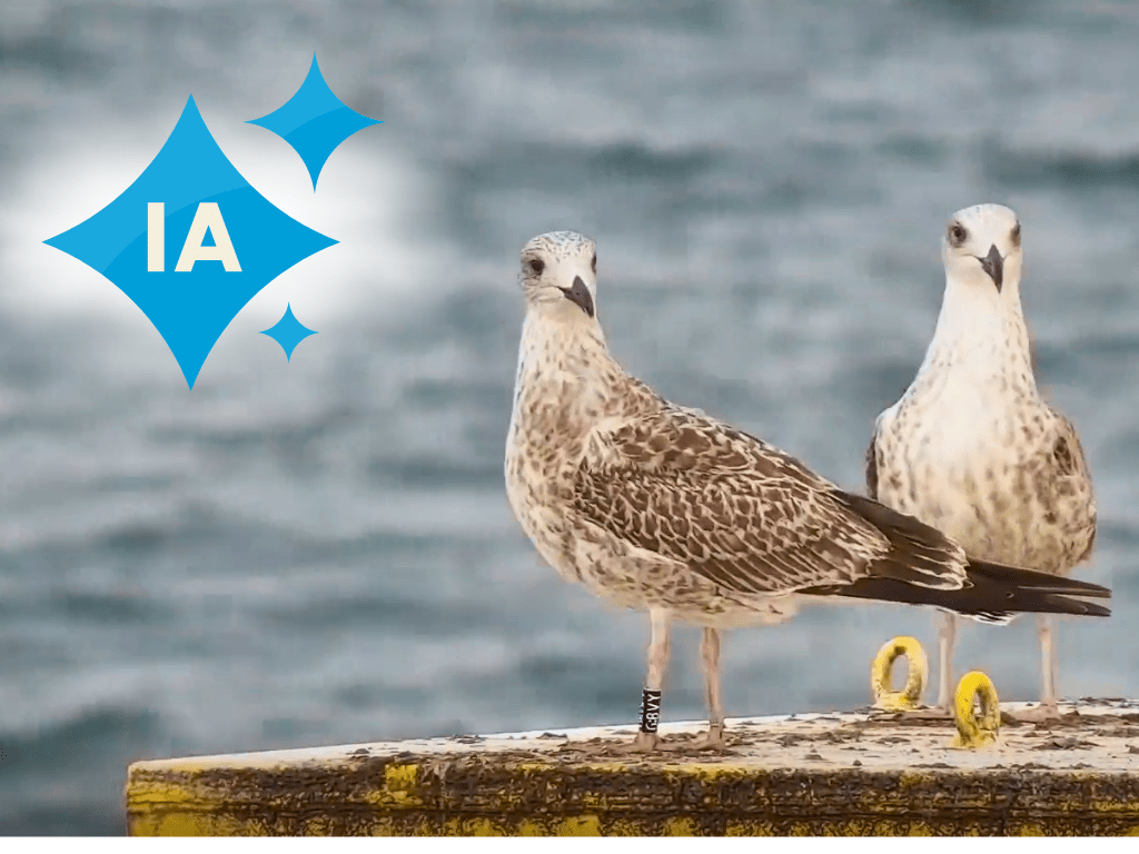 AI tools for biodiversity monitoring - floating wind