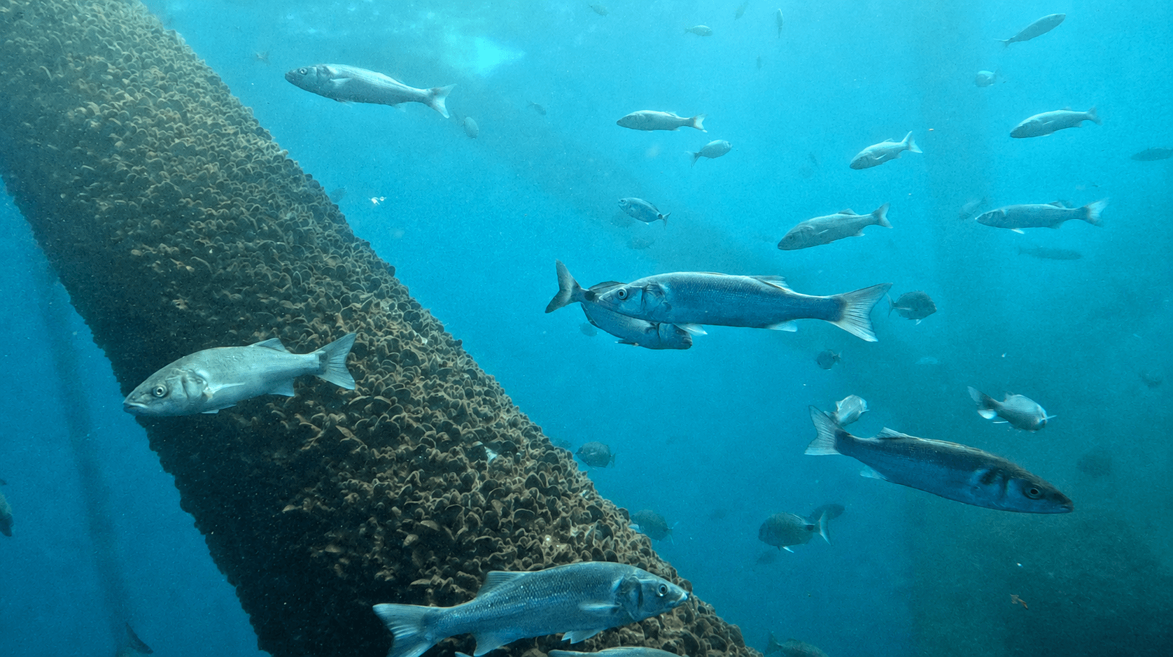 Biodiversity surveillance program - DemoSATH Lab