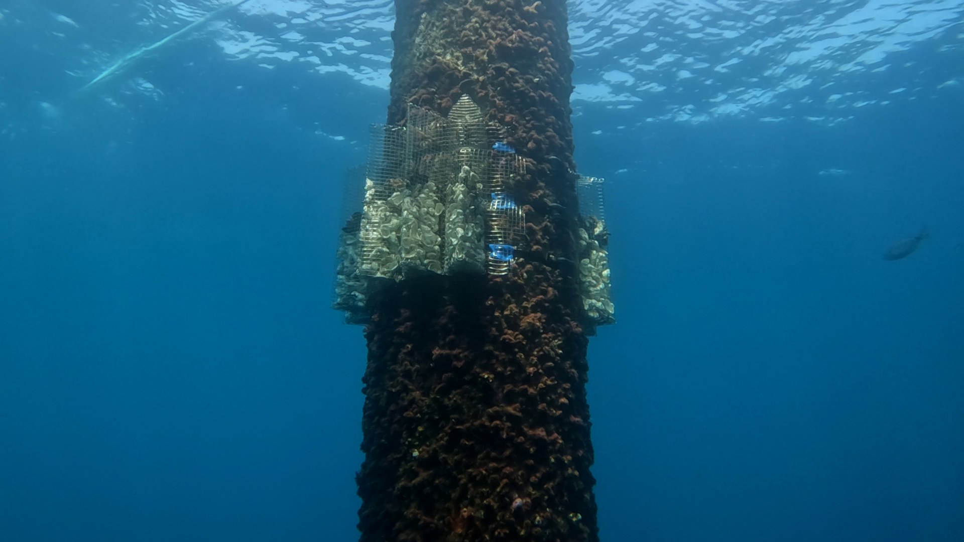 Nature Inclusive Design elements filled with shells and mussels attached to a submerged DemoSATH platform column.
