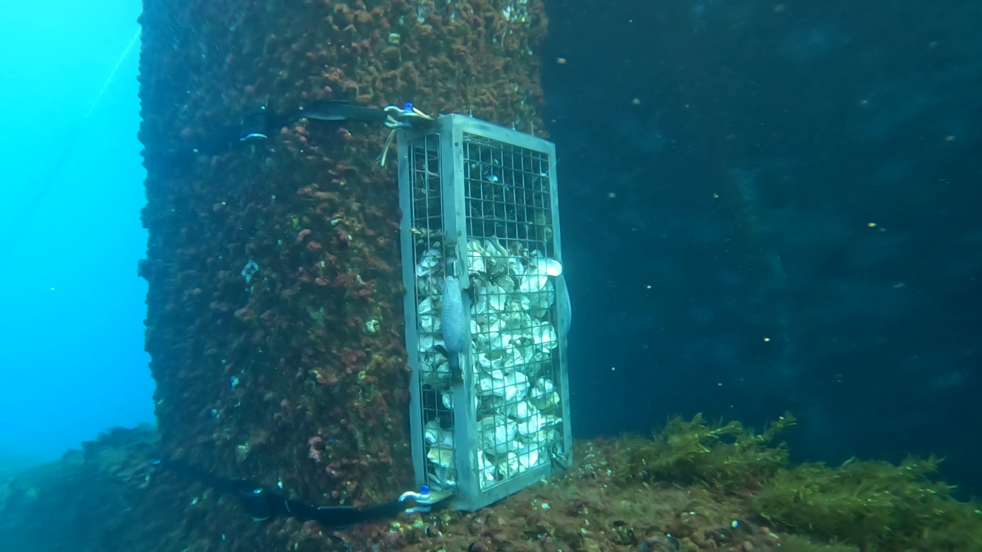 Nature Inclusive Design element filled with shells and mussels on the submerged section of the DemoSATH platform.