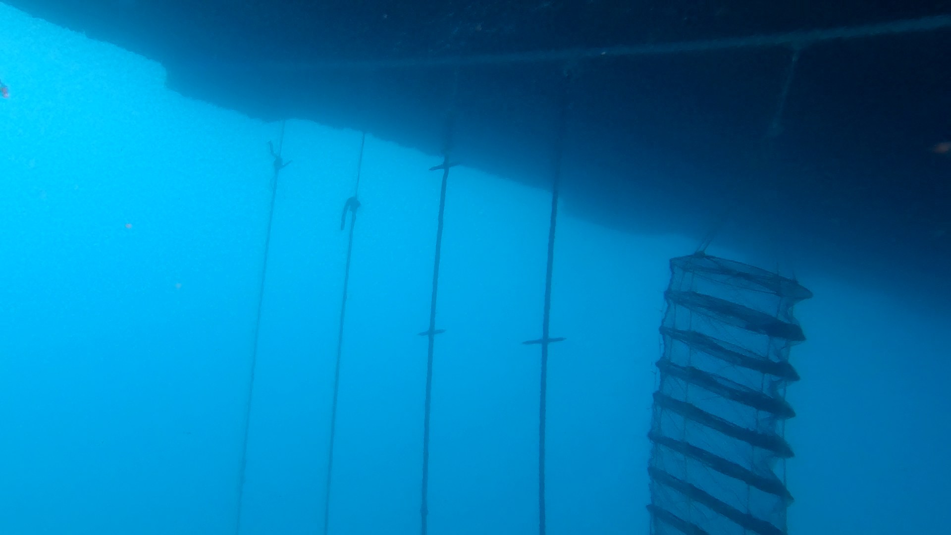 Shellfish cage suspended below the DemoSATH platform to provide growing, sheltering and feeding areas for marine species.