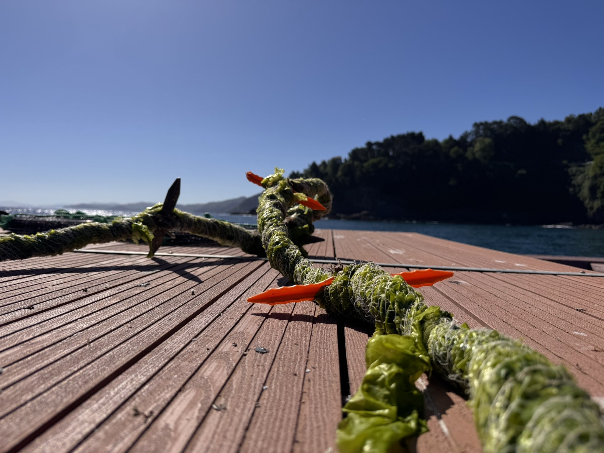 Seaweed covered mother rope prepared on a dock before offshore installation for co-use and aquaculture activities.