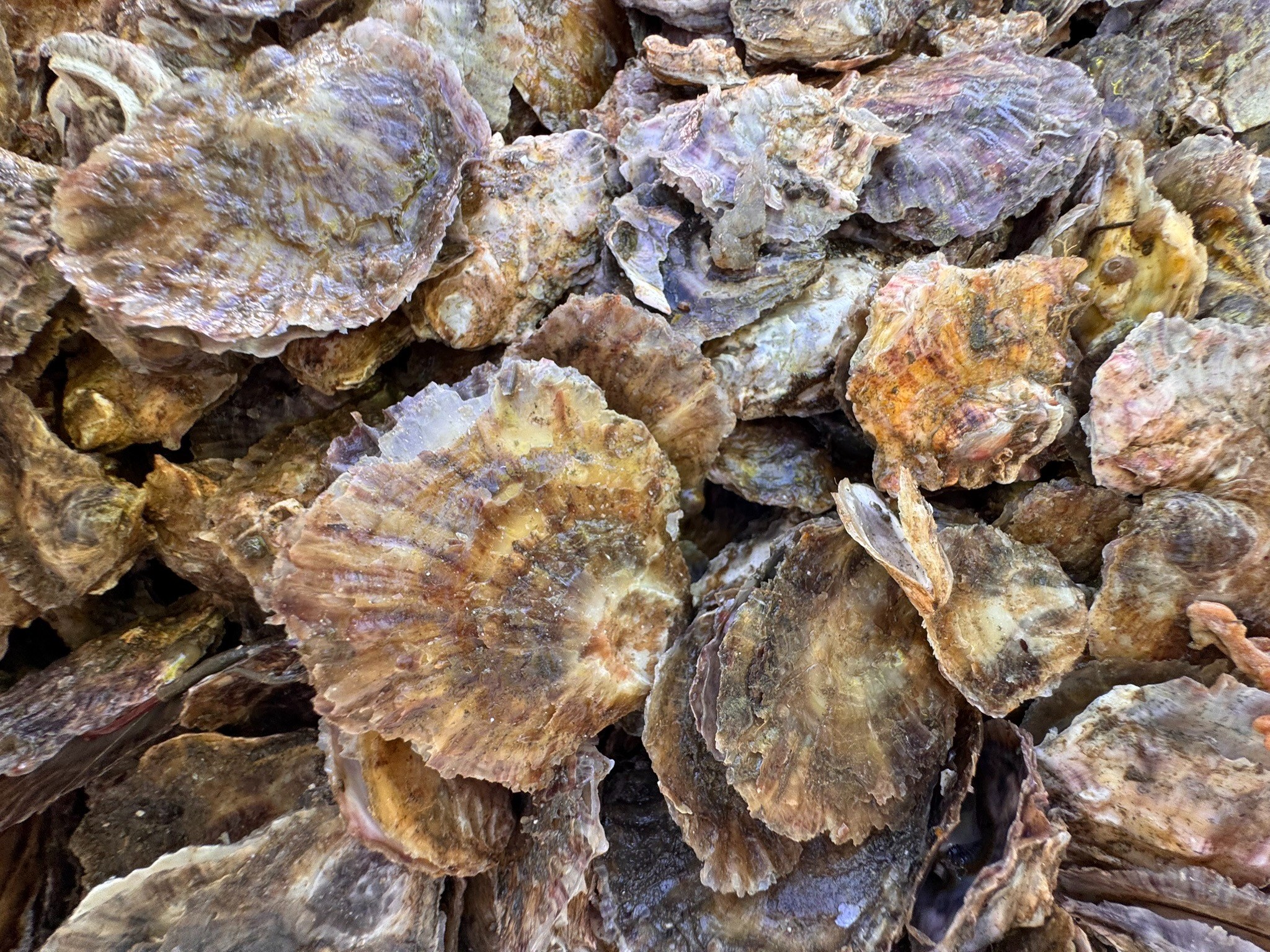 Close-up of shells and mussels used as natural material to attract marine life around the DemoSATH platform.