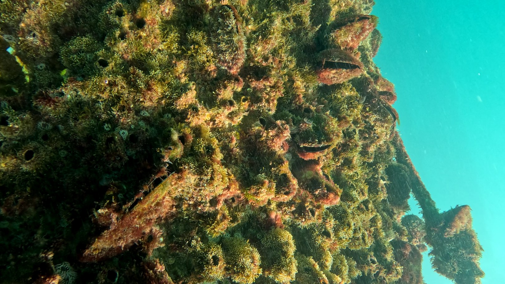 Marine life colonising an underwater structure, showing biodiversity development around submerged elements.